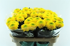 Chrysanth Single Brasiliana 70cm 75gr.