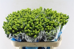 Hypericum Coco Bamboo 70cm