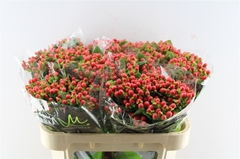 Hypericum Tomato Flair 70cm