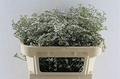 Limonium Caspium White Neto 70cm 35gr.