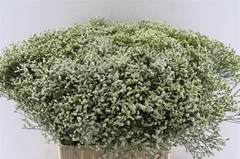 Limonium Sinense Sensi Piña Colada 70cm 30gr.