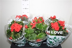 Begonia Double Baladin 13Ø 30cm