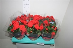 Begonia Double Baladin 13Ø 32cm