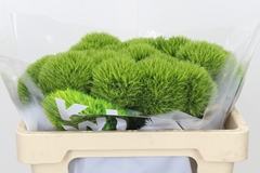 Dianthus Barb Kiwi Mellow 50cm