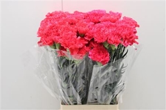 Dianthus Single Mandalay 75cm