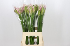 Nerine Berenice 70cm