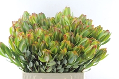 Leucadendron Laurel Yellow 40cm