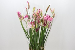 Nerine Mix 80cm