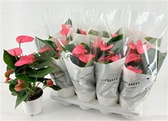 Anthurium Pink Champion 14Ø 50cm