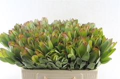 Leucadendron Safari Goldstrike 50cm