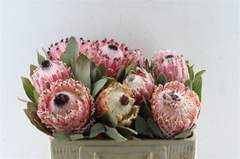 Protea Magnifica 50cm