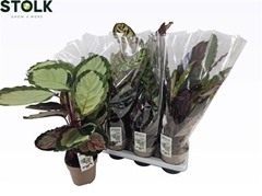 Calathea Mixed 4 Varietys 14Ø 55cm