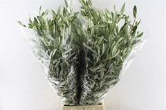 Olea Europaea Per Bunch 60cm 200gr.