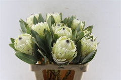 Protea Magnifica Polar Princess 60cm