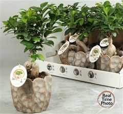 Ficus Microcarpa Ginseng 15Ø 35cm