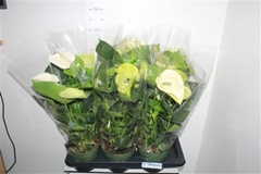 Anthurium Alaska 17Ø 55cm