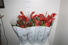 Anthurium Banderola Roja 17Ø 58cm