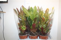 Codiaeum Big Leaf Excellent 17Ø 55cm