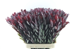 Leucadendron Safari Sunset 90cm