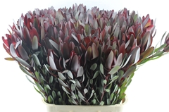 Leucadendron Safari Sunset 90cm