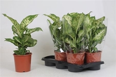Dieffenbachia Mars 17Ø 50cm