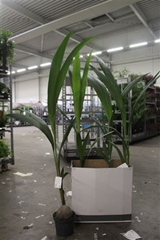 Cocos Nucifera 19Ø 150cm