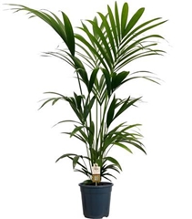 Howea Forsteriana 21Ø 140cm