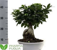 Ficus Microcarpa Ginseng 22Ø 40cm