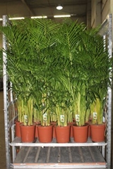 Dypsis Lutescens 24Ø 150cm