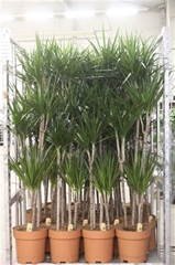 Dracaena 27Ø 190cm