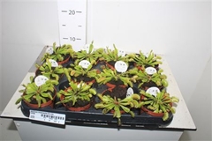 Dionaea 8Ø 10cm