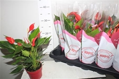 Anthurium Banderola Roja 10Ø 40cm