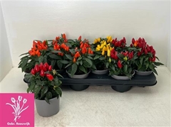 Capsicum Salsa Mix 10Ø 19cm