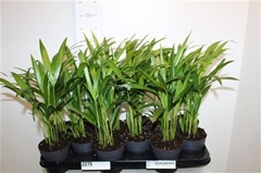 Dypsis Lutescens 10Ø 40cm