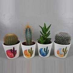 Cactus Mix 8Ø 8cm