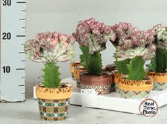 Euphorbia Lactea Cristata 10Ø 25cm
