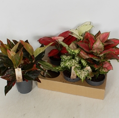 Aglaonema Mix 12Ø 30cm