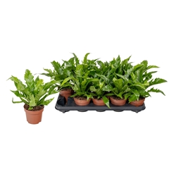 Asplenium Antiquum Gioia 12Ø 25cm
