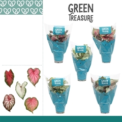Caladium Mix 12Ø 25cm