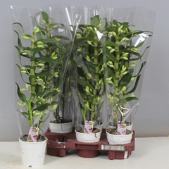 Dendrobium Star Class Apollon 12Ø 55cm 2st