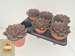 Echeveria Rosetta Mariposa 12Ø 15cm