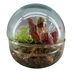 Carnivorous 12Ø 12cm