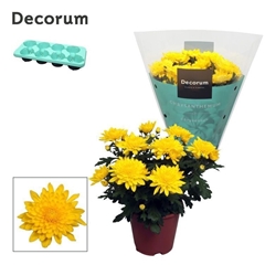 Chrysanth Chrystal Yellow 13Ø 25cm