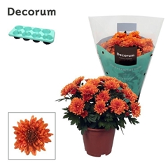 Chrysanth Chrystal Orange 13Ø 25cm