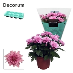 Chrysanth Dynamic 13Ø 25cm