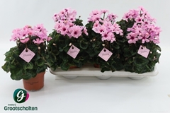 Cyclamen Persicum Illusia 13Ø 25cm