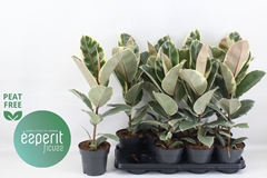 Ficus Tineke 14Ø 53cm