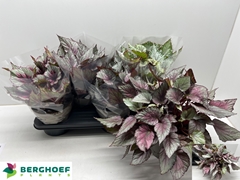 Begonia Leaf Beleaf Mix 17Ø 33cm