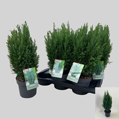 Chamaecyparis Ellwoodii 17Ø 55cm