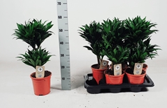 Dracaena Compacta 17Ø 60cm